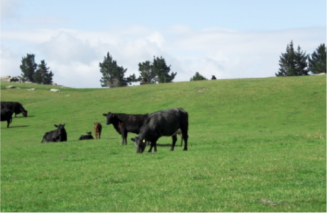 New Zealand grass-fed cattle